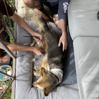 Dr Marchi - Pet Euthanasia at Home - Dr Marchi getting Abby ready for her second shot - Veterinarians Near Me - Long Beach, California Dr Marchi - Pet Euthanasia at Home - Dr Marchi getting Abby ready for her second shot - Veterinarians Near Me - Long Beach, California