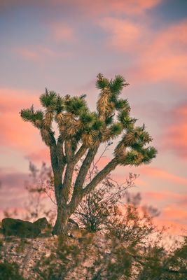 Pahranagat National Wildlife Refuge by null