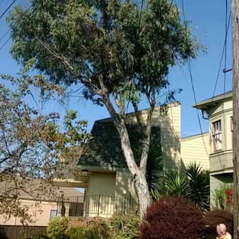 Sequoia Tree Service - Eucalyptus globulus residential removal with live power lines - Tree Services Near Me - Oakland, California Sequoia Tree Service - Eucalyptus globulus residential removal with live power lines - Tree Services Near Me - Oakland, California