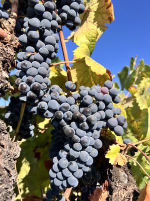 Ponte Winery by null