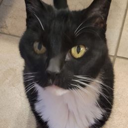 Miss Kitty...RIP