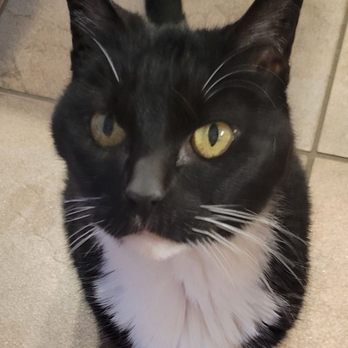 Faithful Friend - Miss Kitty...RIP - Veterinarians Near Me