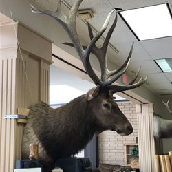 Nature's Touch - Elk head, huge