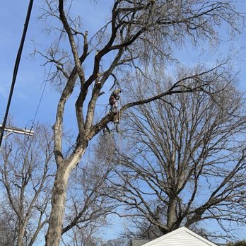 Rosales Trees R Us - a man in a tree - Tree Services Near Me Rosales Trees R Us - a man in a tree - Tree Services Near Me