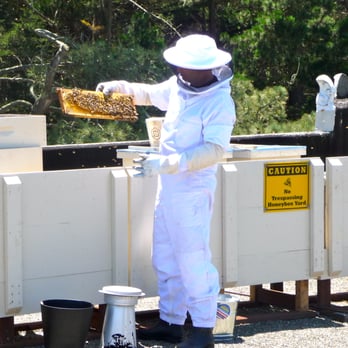 San Francisco Beekeepers Association - Inspecting a hive wearing a bee suit. - Community Service/Non-Profit Near Me - San Francisco, California