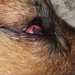 Kimberly Veterinary Hospital - Quill in the eyeball.