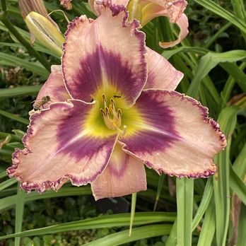 Toronto Botanical Garden - Lily - Botanical Gardens Near Me - Toronto, Ontario Toronto Botanical Garden - Lily - Botanical Gardens Near Me - Toronto, Ontario