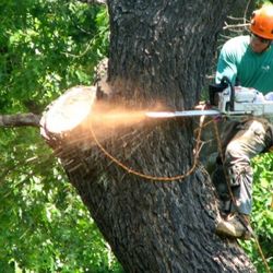 Southern Arborists