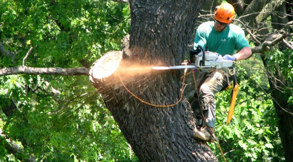 Southern Arborists - tree service in Nashville, TN