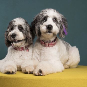 Waterford Veterinary Center - Harlow and Nika - Veterinarians Near Me - Waterford, California Waterford Veterinary Center - Harlow and Nika - Veterinarians Near Me - Waterford, California