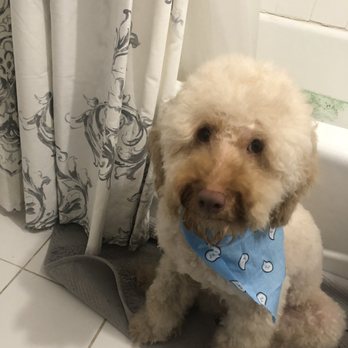 Island Pet Resort - Freshly groomed! - Pet Groomers Near Me - Staten Island, New York