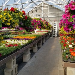 New Roots Garden Centre - Annuals in the Greehouse