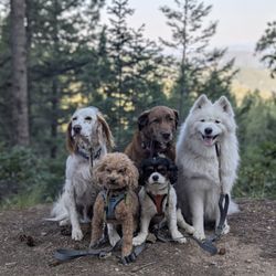 Butternut Squash Dog Sitting