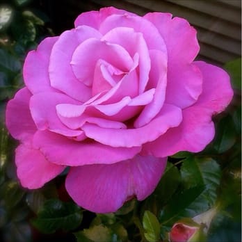 Tomi Jimenez -ThetaHealing Practitioner - Reiki Near Me Tomi Jimenez -ThetaHealing Practitioner - Reiki Near Me