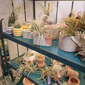 Ceremony Botanical Studio - More air plants. - Nurseries & Gardening Near Me - Wimberley, Texas Ceremony Botanical Studio - More air plants. - Nurseries & Gardening Near Me - Wimberley, Texas