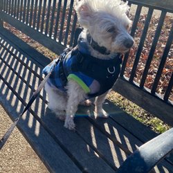 Village Green Pavillion - My poodle Tyrian relaxing after walk