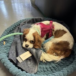 HESTER & THE HOUND - Gracie shopping for her new bed