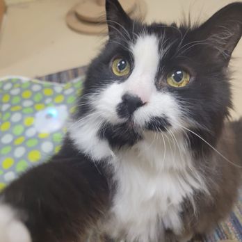Pet Bnd - Cat, pet - Pet Boarding Near Me - Albuquerque, New Mexico