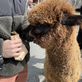 Bluebird Farm Alpacas - Baby alpaca looking to get some food - Attraction Farms Near Me - Peapack, New Jersey Bluebird Farm Alpacas - Baby alpaca looking to get some food - Attraction Farms Near Me - Peapack, New Jersey