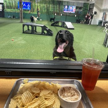 Brew Park - You can watch your dogs play while you eat and drink - Dog Parks Near Me - Plymouth, Minnesota Brew Park - You can watch your dogs play while you eat and drink - Dog Parks Near Me - Plymouth, Minnesota