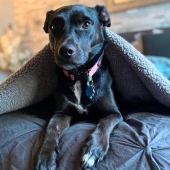 Rocklin Ranch Veterinary Hospital - Veterinarians Near Me - Rocklin, California