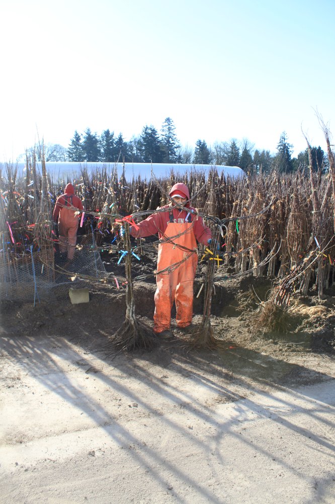 BIRINGER NURSERY Updated June 2024 15060 Beaver Marsh Rd, Mount