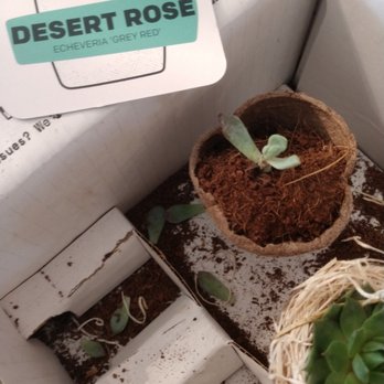 Succulent Studios - poor packing, delivered damaged, company will not respond - Nurseries & Gardening Near Me - Fallbrook, California Succulent Studios - poor packing, delivered damaged, company will not respond - Nurseries & Gardening Near Me - Fallbrook, California