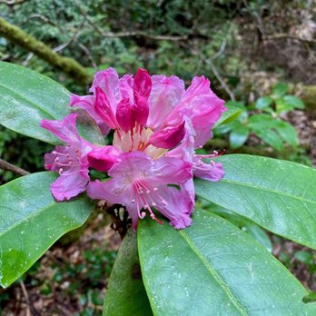 Russian Gulch State Park - Rhododendron close-up - Parks Near Me - Mendocino, California Russian Gulch State Park - Rhododendron close-up - Parks Near Me - Mendocino, California