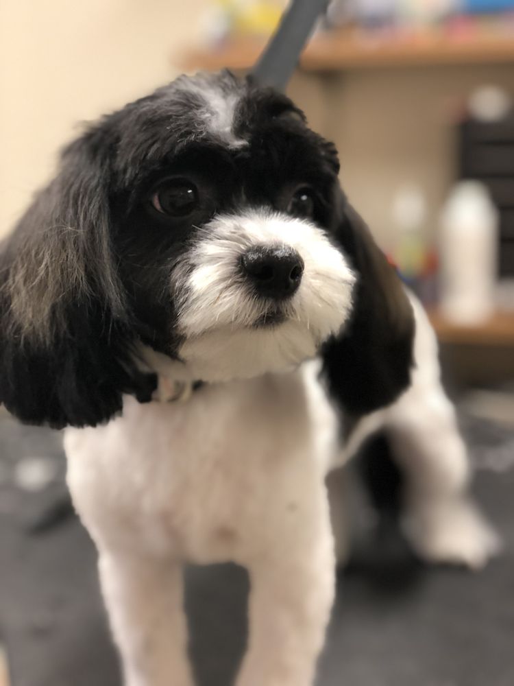 THE PET GROOMERS 25 Photos & 16 Reviews 1921 Wildwood St, Boise