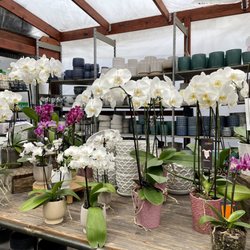 Sunnyside Gardens - Beautiful orchids