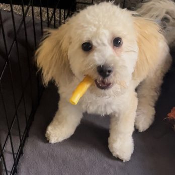 Pooch N Purr - After cut - Pet Groomers Near Me - Antioch, California