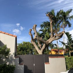Premium Tree Service - Don't worry This Royal Ponciana will grow back in a couple of months