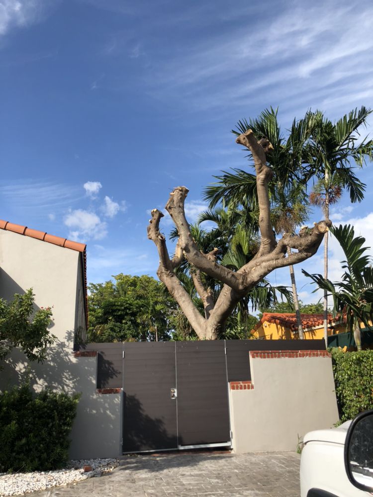 Premium Tree Service - tree service in Miami, FL