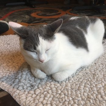 Seattle Meowtropolitan - Themed Cafes Near Me - Seattle, Washington