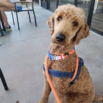 Dunkin' - Dog friendly patio - Donuts Near Me - Santa Clarita, California Dunkin' - Dog friendly patio - Donuts Near Me - Santa Clarita, California