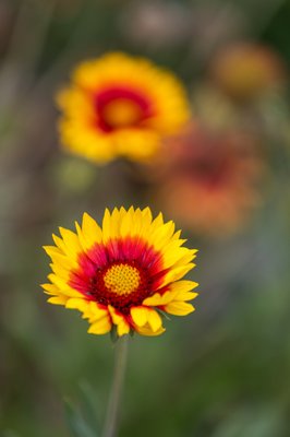 University of California Botanical Garden by null