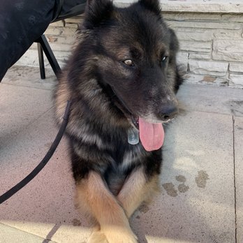Elevated Canine Academy - Pet Training Near Me Elevated Canine Academy - Pet Training Near Me
