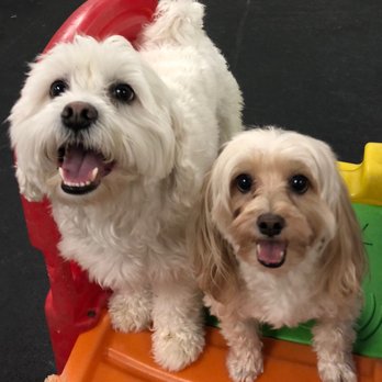 Paw Lofts - Pet Groomers Near Me - Dallas, Texas Paw Lofts - Pet Groomers Near Me - Dallas, Texas