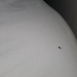 I think I killed most of the roaches as they were near my pillow. This went on all night. Disgusting I think I killed most of the roaches as they were near my pillow. This went on all night. Disgusting