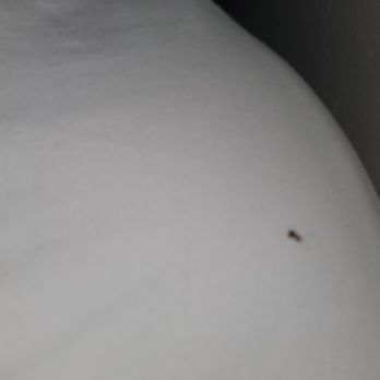 Kauai Palms Hotel - I think I killed most of the roaches as they were near my pillow. This went on all night. Disgusting - Hotels Near Me - Lihue, Hawaii Kauai Palms Hotel - I think I killed most of the roaches as they were near my pillow. This went on all night. Disgusting - Hotels Near Me - Lihue, Hawaii