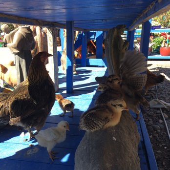 Whitfill Nursery - Bantam chicks! - Nurseries & Gardening Near Me - Gilbert, Arizona Whitfill Nursery - Bantam chicks! - Nurseries & Gardening Near Me - Gilbert, Arizona