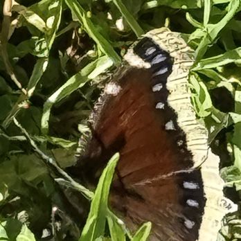 Hickory Park - What a beautiful butterfly! - Parks Near Me - Torrance, California Hickory Park - What a beautiful butterfly! - Parks Near Me - Torrance, California