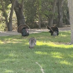City of San Ramon - Turkey family