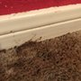 Photo of Adams Carpet Cleaning & Restoration Company