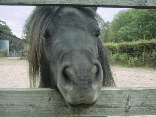 National Showcaves Centre for Wales by null