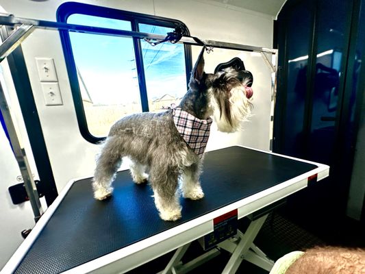 Your Local Grooming Expert - Proudly serving the NW AR community, I’m a mobile dog groomer committed to exceptional grooming with a focus on the highest attention to detail. Whether it’s a special breed trim or routine care, your dog will receive personalized attention and care, all in the comfort of your home.

What I Offer:
I provide full grooming services, including shampoos, cuts, nail trims, and special care for sensitive skin and coats. Each grooming session is done with patience and the highest-quality tools to ensure the best results.

Why Choose Me:
I bring the salon to you, saving you time and providing a stress-free experience for your dog. I take pride in every groom and am committed to making sure your pet looks and feels their best.