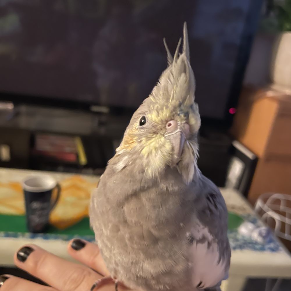 Blue the happy bird!