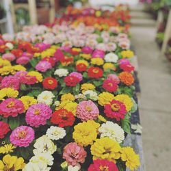 Armful of Flowers