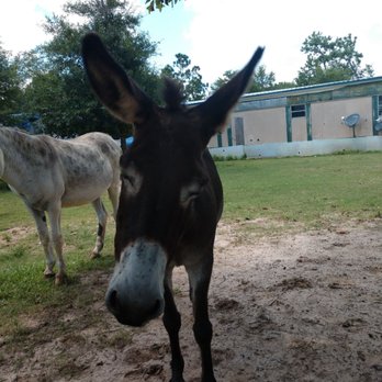 City of Pine Forest - Pine Forest Camp - Community Centers Near Me - Vidor, Texas City of Pine Forest - Pine Forest Camp - Community Centers Near Me - Vidor, Texas