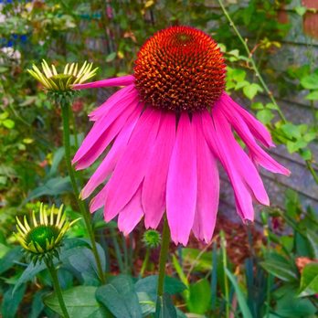 Buchanan's Native Plants - Nurseries & Gardening Near Me - Houston, Texas